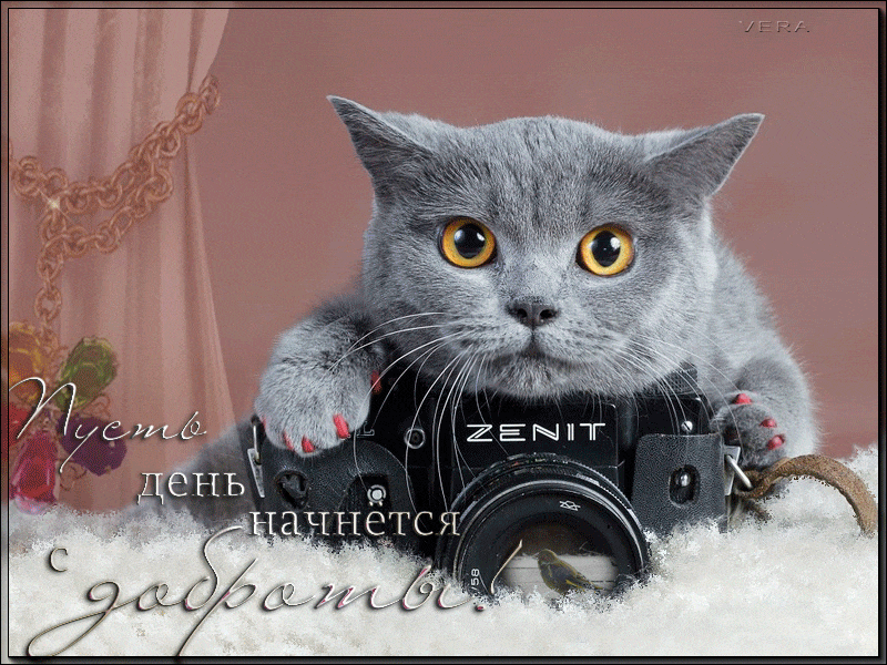 Кот с фотоаппаратом - День фотографа