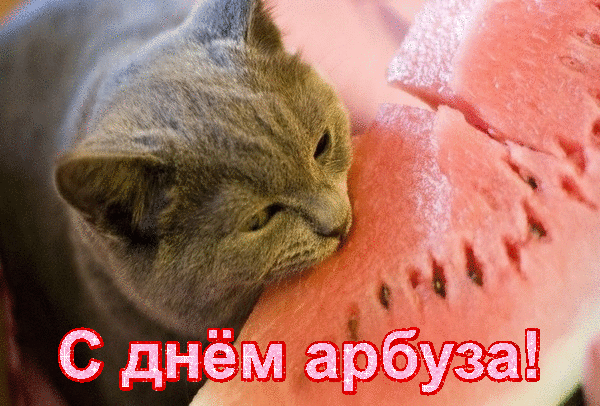 Кот ест арбуз - День арбуза
