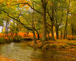 Осенняя Речка Фото